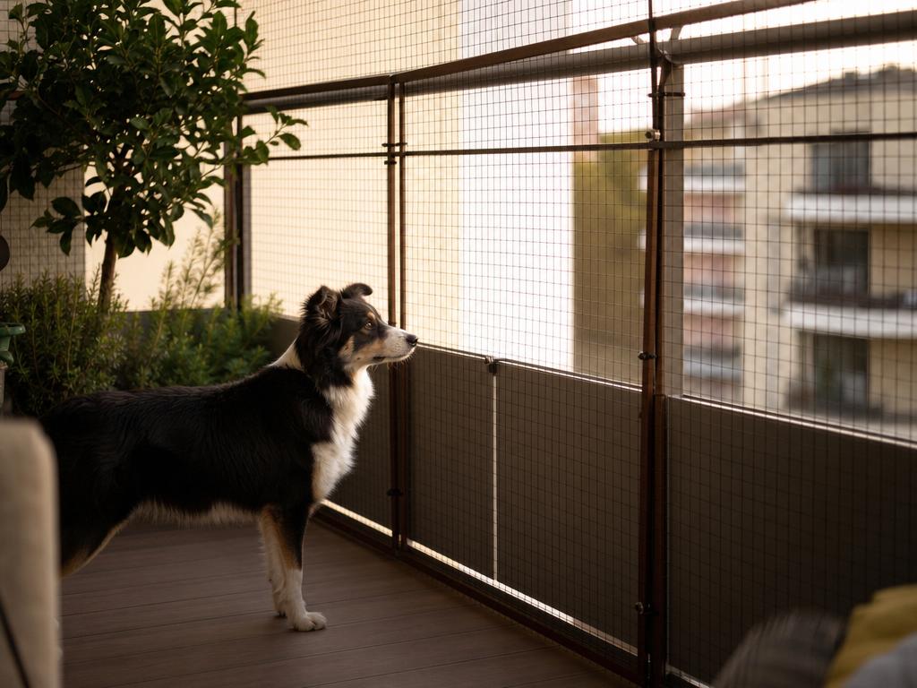 Bezpečný balkon pro psa v paneláku