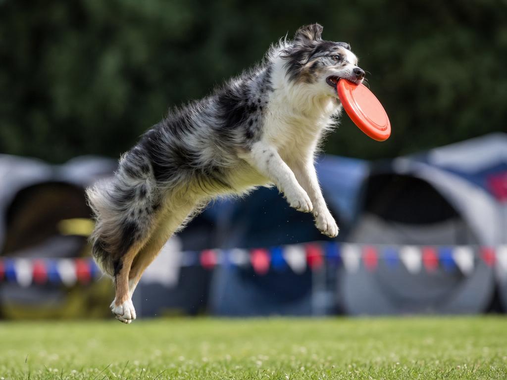 Dogfrisbee závody a jak naučit psa chytat disky na soutěžní úrovni