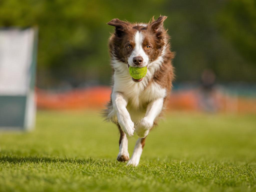 Flyball: Ideální sport pro milovníky míčků