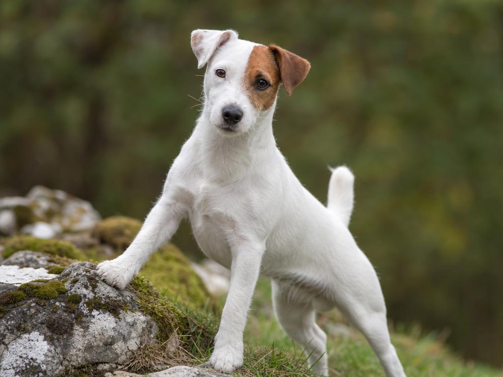 Jack Russell Teriér a dědičná hluchota u bílých psů