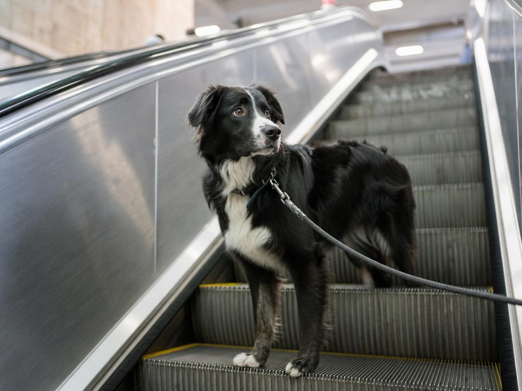 Jak naučit psa aby se nebál jízdy na eskalátoru v metru