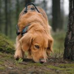 Psí čich a jak trénovat nosework se psem