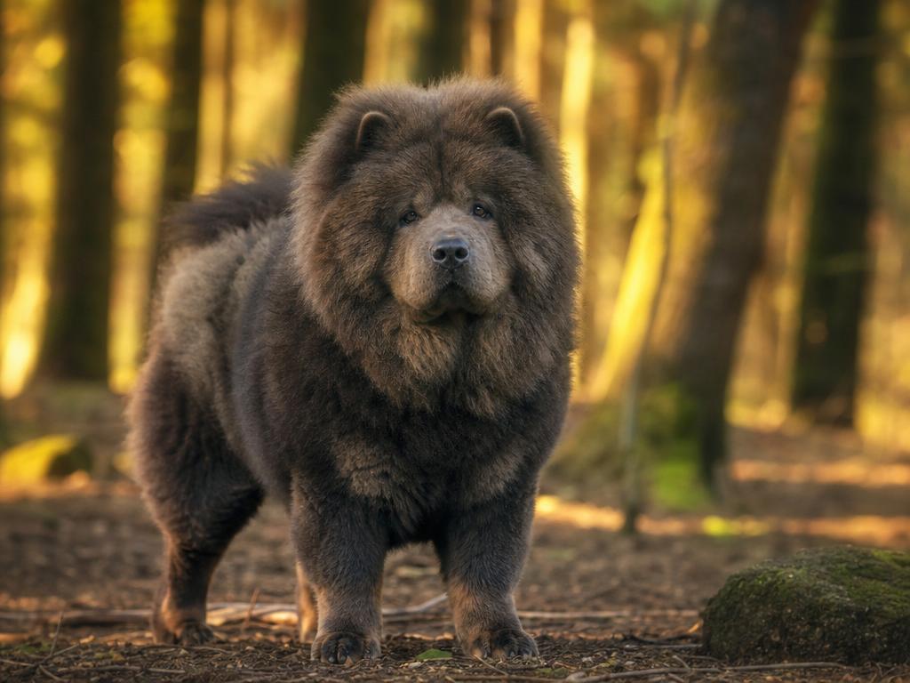 Psí plemena, která vypadají jako jiná zvířata