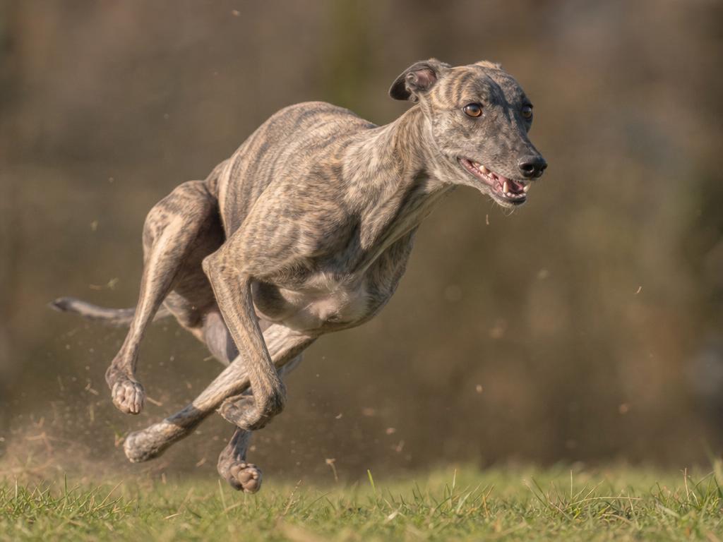 Whippet a svalová zranění u psů sprinterů