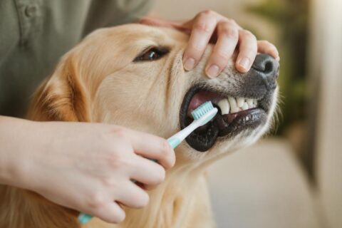 Pes s čistými zuby u veterináře